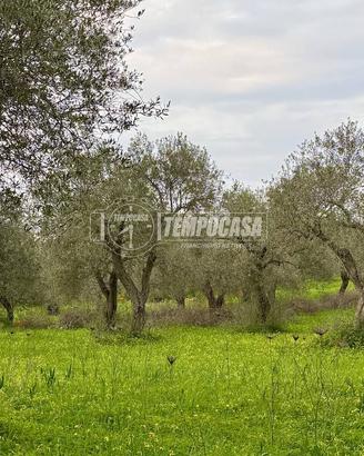 Terreno - Uliveto - Sorso