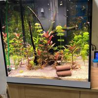 Acquario askoll opera 80