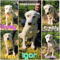 Cuccioli in adozione taglia media