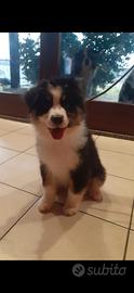 Cuccioli australian sheperd