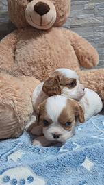 Cuccioli di cavalier king Charles spaniel