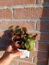 sarracenia purpurea