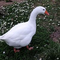 Oca romagnola femmina molto docile