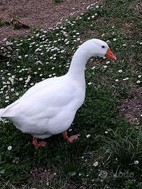 Oca romagnola femmina molto docile