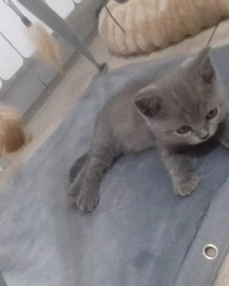 Stupenda gattina British di 3 mesi