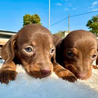 Cuccioli Bassotti choco