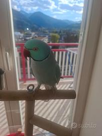 Parrocchetto del collare