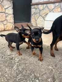 Cuccioli Pinscher Toy