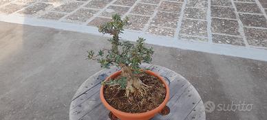 bonsai di olivastro