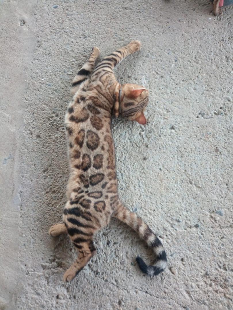 Gatto Bengala