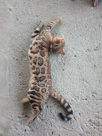 Gatto Bengala