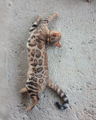 Gatto Bengala