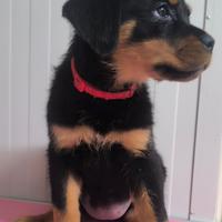 Cucciola di rottweiler