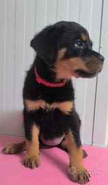 Cucciola di rottweiler