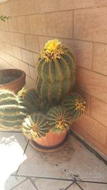 PIANTE GRASSE ORNAMENTALI