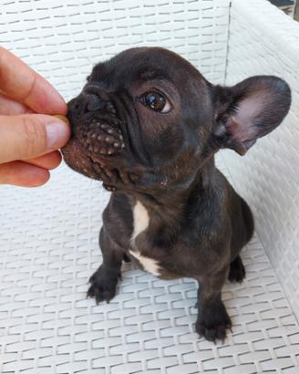 Cucciolo bulldog francese bringee