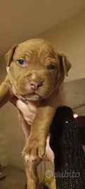 Cuccioli di Pitbull con pedigree