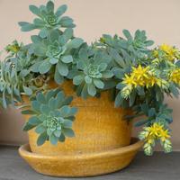 FREE - PIANTE GRASSE SEDUM PALMERI fiori gialli