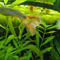Avannotti Guppy
