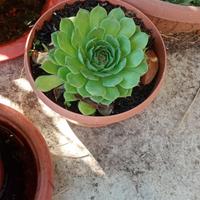 Sempervivum gigante