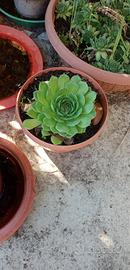 Sempervivum gigante