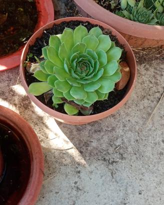 Sempervivum gigante