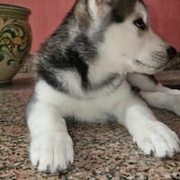 Cane - Padre husky madre lupo Cecoslovacchia, due