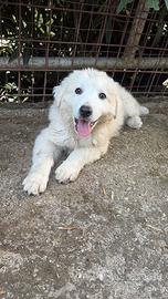 Cuccioli Pastore Abruzzese