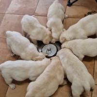 Splendida Cucciolata Labrador Miele e Neri