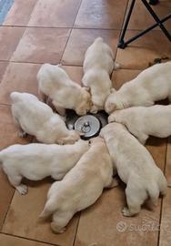 Splendida Cucciolata Labrador Miele e Neri