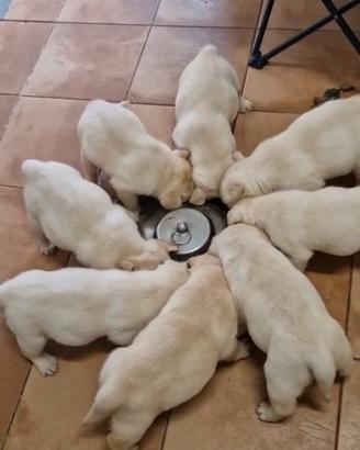 Splendida Cucciolata Labrador Miele e Neri