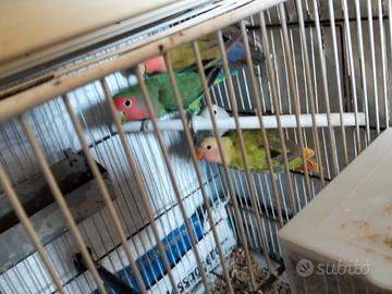 Inseparabili colorati