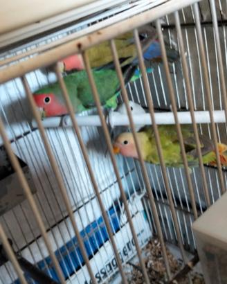 Inseparabili colorati