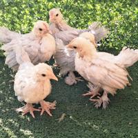 Pulcini gallo gallina