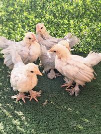 Pulcini gallo gallina