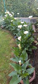 Calla 