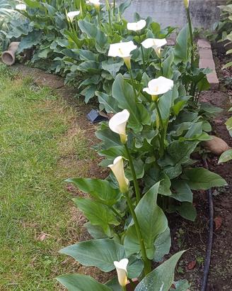 Calla 