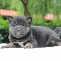 Cucciolo di Shiba Inu nero focato