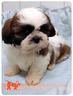 cuccioli-di-shih-tzu