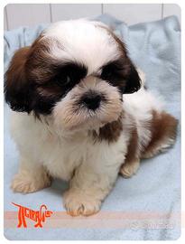 Cuccioli di SHIH TZU