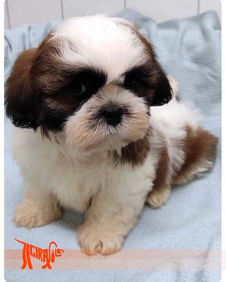 Cuccioli di SHIH TZU