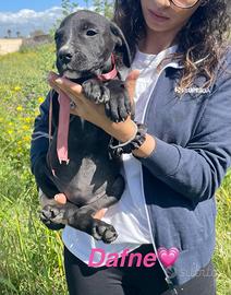 Cuccioli in adozione con vaccino taglia media