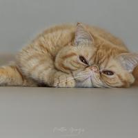 Gatto persiano esotico per accoppiamento/monta