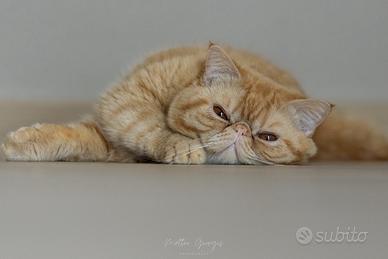 Gatto persiano esotico per accoppiamento/monta