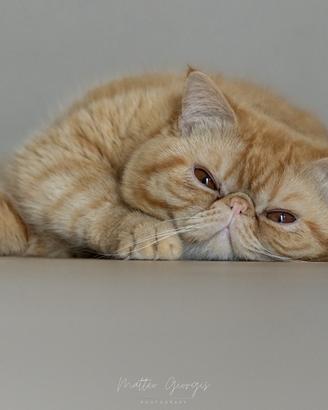 Gatto persiano esotico per accoppiamento/monta