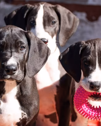 Cuccioli di alano pronti