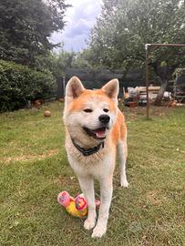 Akita Inu maschio disponibile per monta