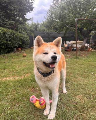 Akita Inu maschio disponibile per monta