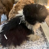 Cucciolo di shih tzu