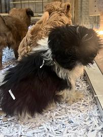 Cucciolo di shih tzu